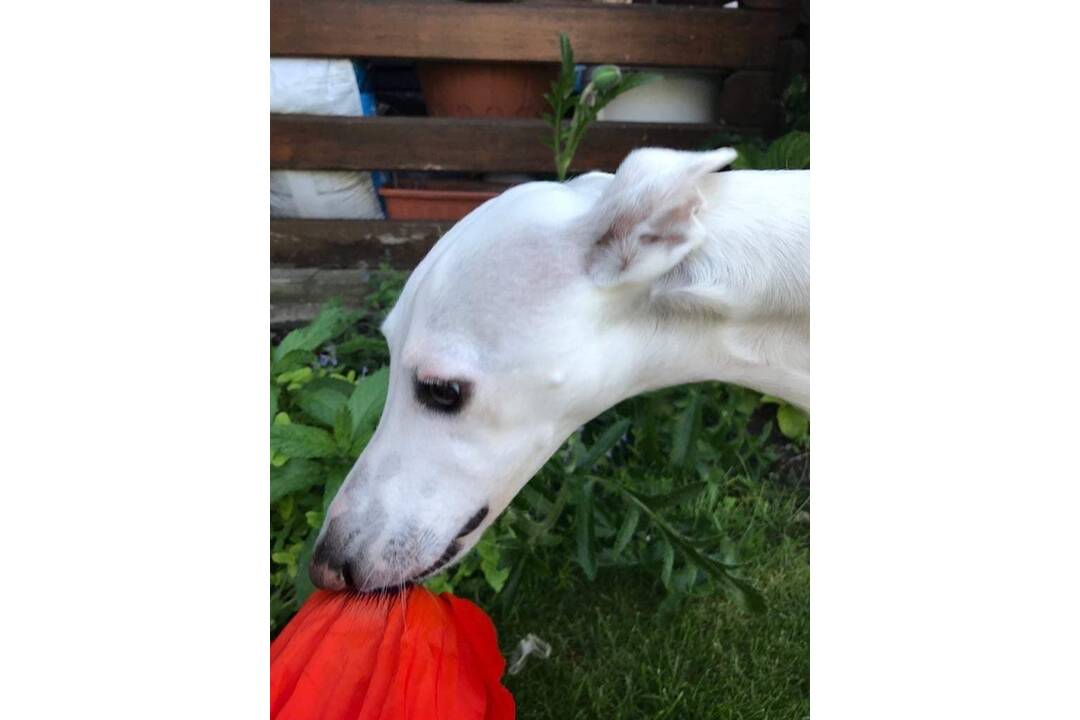 FOTO: Hľadá sa Twiggy! Naposledy ju videli v Prievidzi pri nákupnom centre Korzo, foto 6