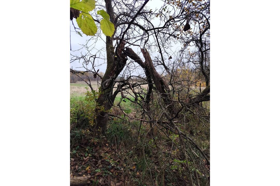 FOTO: Medveď po sebe zanechal stopy v mestskej časti Považskej Bystrice Orlové. Situáciu už rieši zásahový tím, foto 1