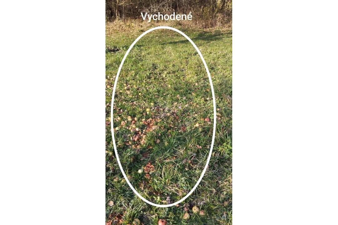 FOTO: Medveď po sebe zanechal stopy v mestskej časti Považskej Bystrice Orlové. Situáciu už rieši zásahový tím, foto 2