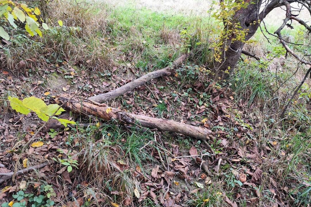 FOTO: Medveď po sebe zanechal stopy v mestskej časti Považskej Bystrice Orlové. Situáciu už rieši zásahový tím, foto 8
