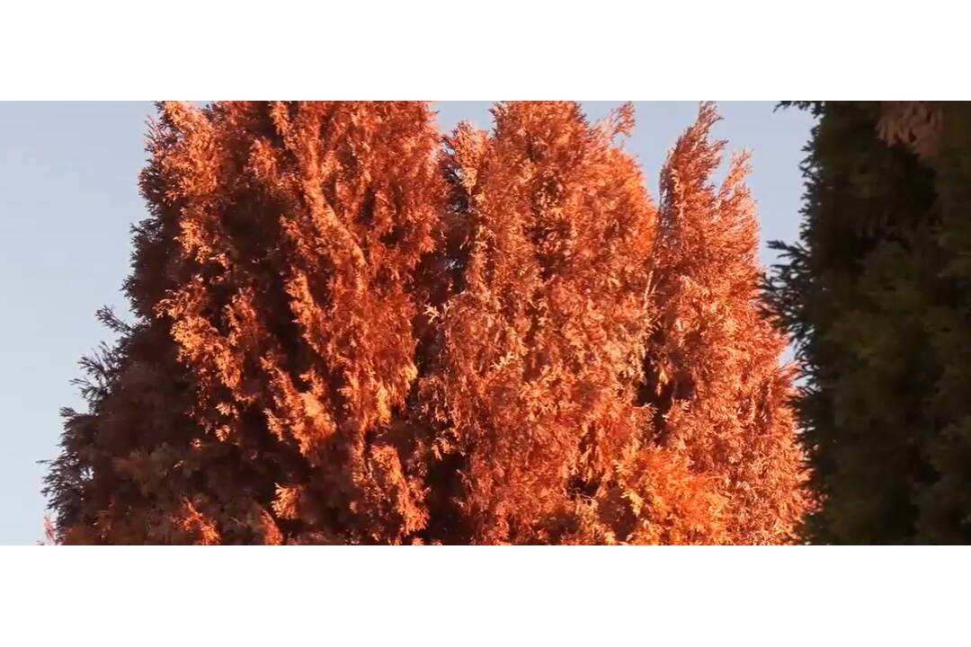 FOTO: Vzhľad novomestských cintorínov sa definitívne zmení. Mesto plánuje veľký výrub stromov, foto 1