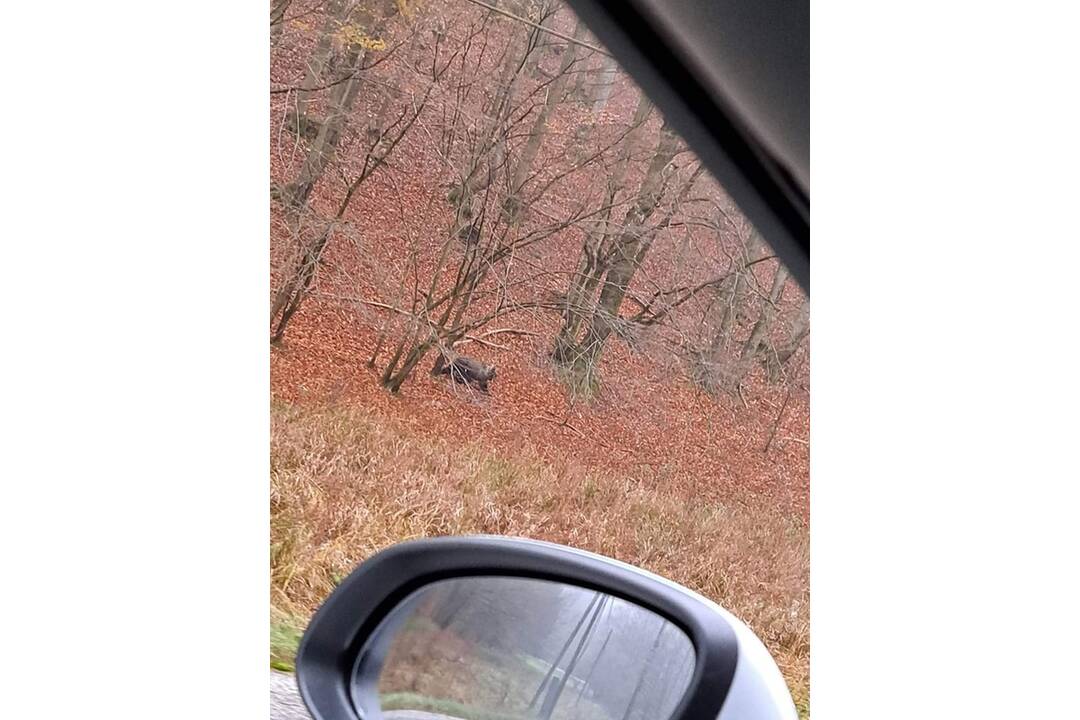 FOTO: Medveď sa pohyboval popri frekventovanej ceste pri obci Valaská Belá, foto 1