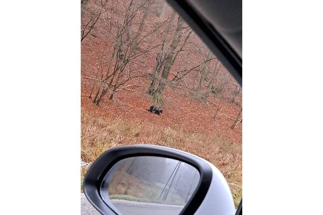 FOTO: Medveď sa pohyboval popri frekventovanej ceste pri obci Valaská Belá, foto 2