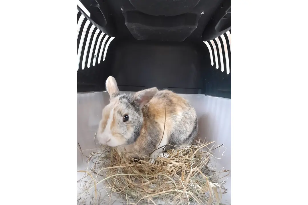 FOTO: Opustené zvieratká v Trenčíne sa môžu ocitnúť opäť na ulici, foto 1