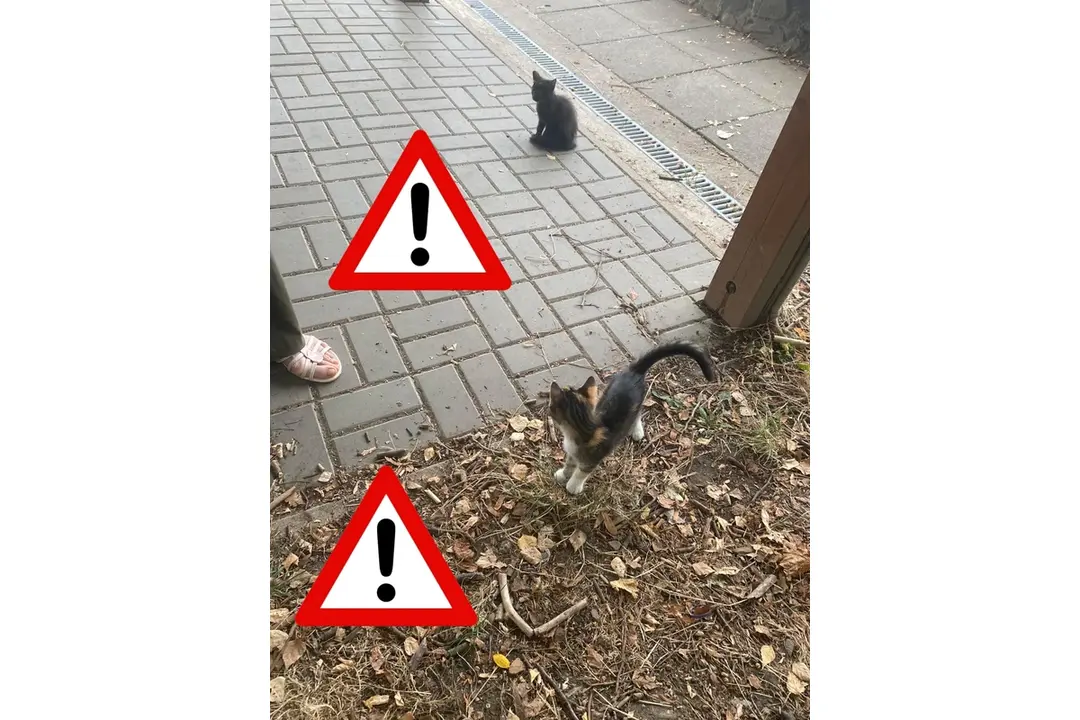 FOTO: Opustené zvieratká v Trenčíne sa môžu ocitnúť opäť na ulici, foto 2