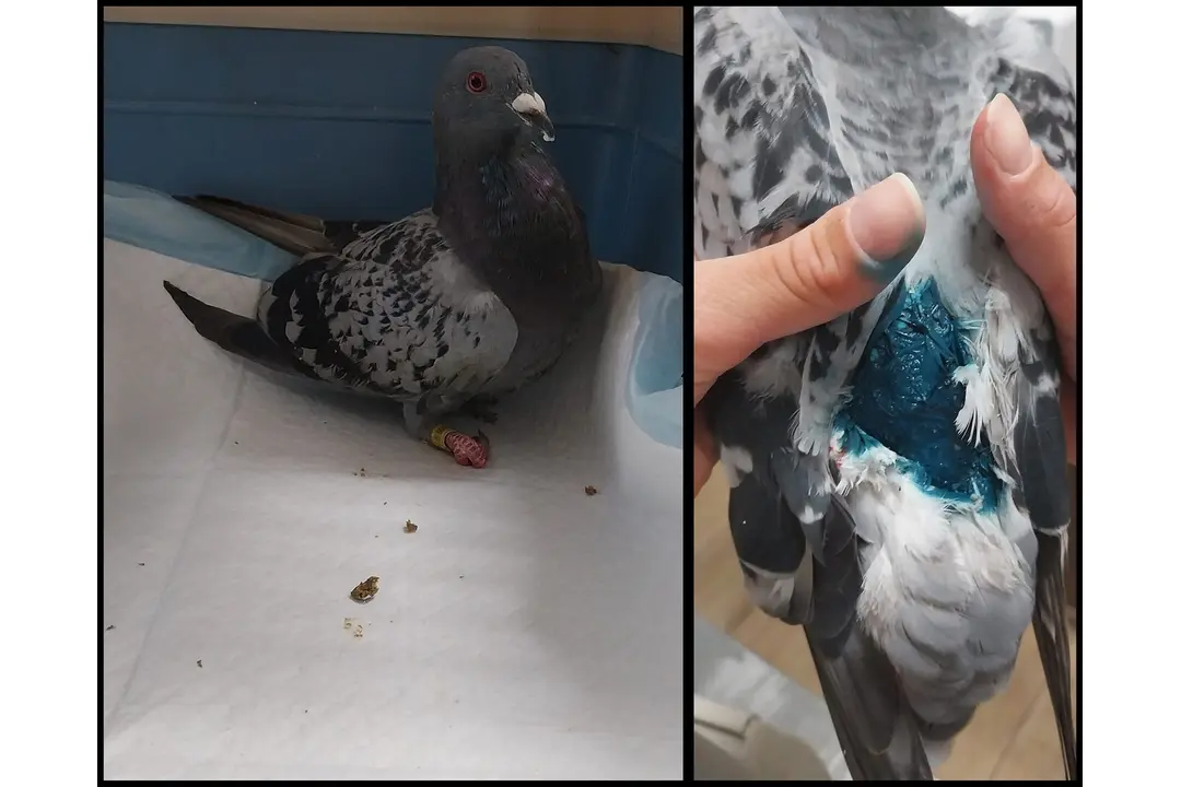 FOTO: Opustené zvieratká v Trenčíne sa môžu ocitnúť opäť na ulici, foto 3