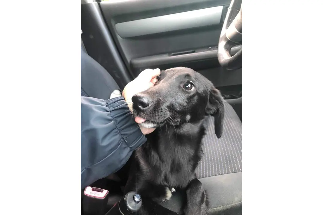 FOTO: Opustené zvieratká v Trenčíne sa môžu ocitnúť opäť na ulici, foto 4