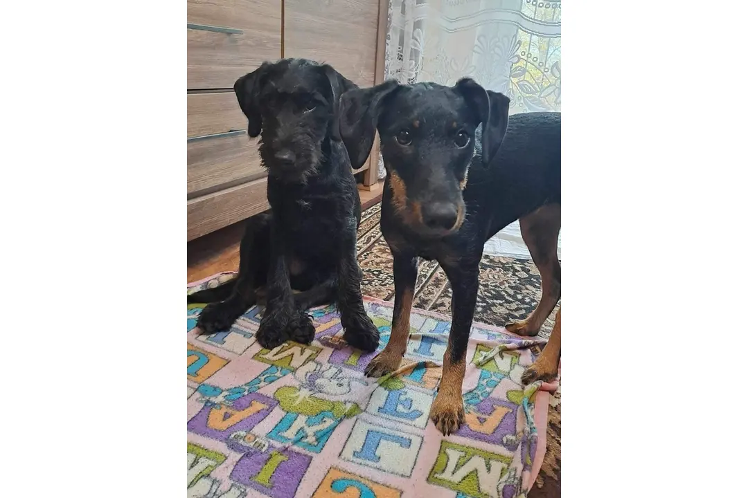 FOTO: Opustené zvieratká v Trenčíne sa môžu ocitnúť opäť na ulici, foto 5