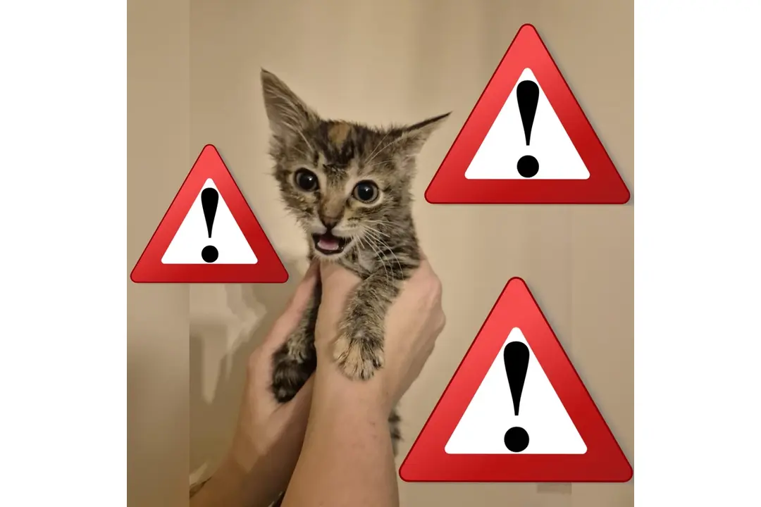 FOTO: Opustené zvieratká v Trenčíne sa môžu ocitnúť opäť na ulici, foto 7