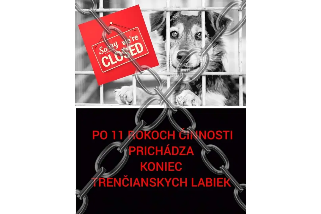 FOTO: Opustené zvieratká v Trenčíne sa môžu ocitnúť opäť na ulici, foto 8