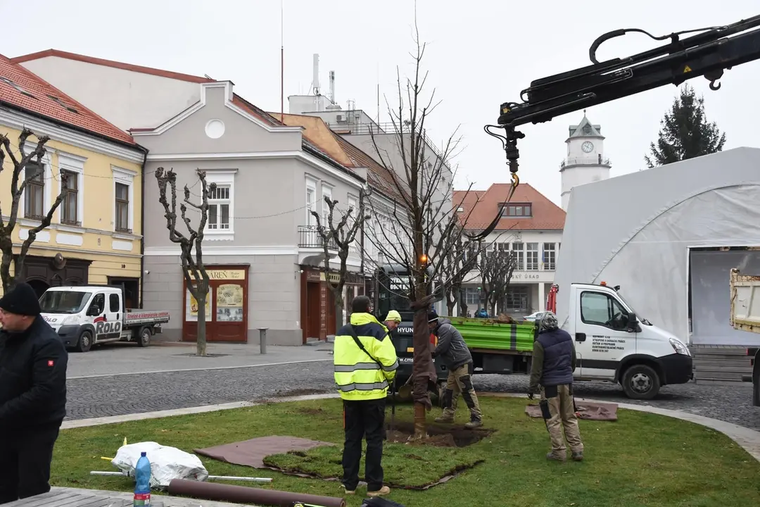 FOTO: Na Mierovom námestí v Trenčíne opäť stojí lipa. Tentokrát je to lipa malolistá, foto 1