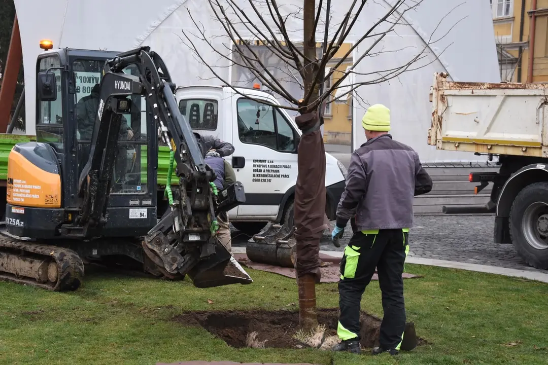 FOTO: Na Mierovom námestí v Trenčíne opäť stojí lipa. Tentokrát je to lipa malolistá, foto 2