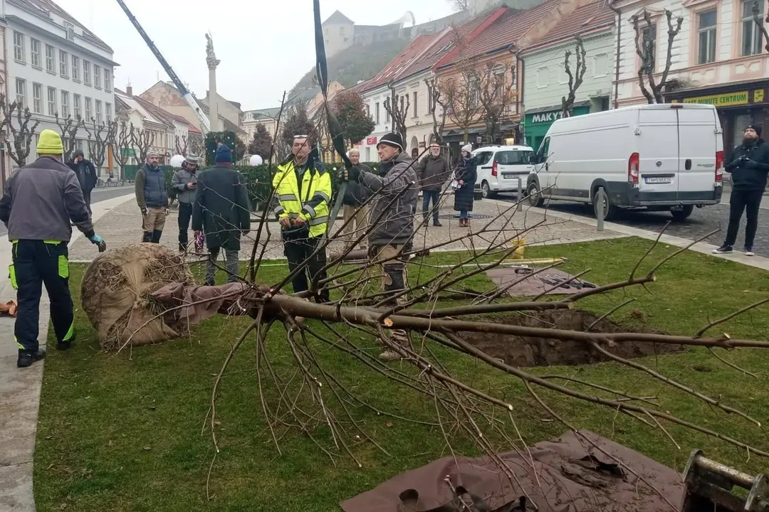 FOTO: Na Mierovom námestí v Trenčíne opäť stojí lipa. Tentokrát je to lipa malolistá, foto 3