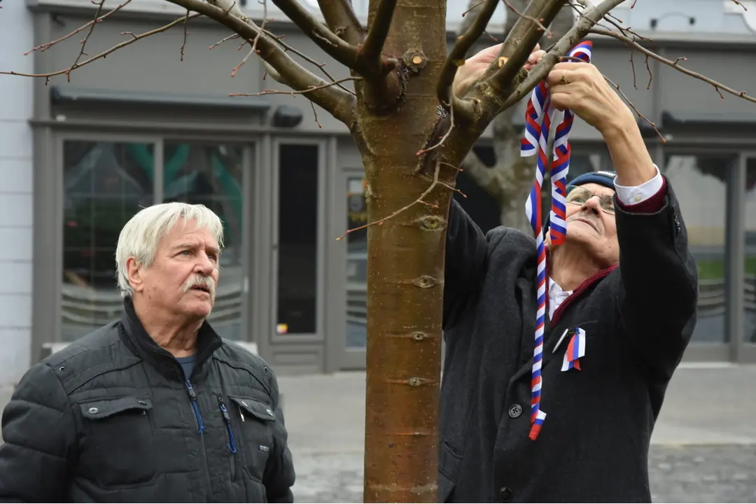 FOTO: Na Mierovom námestí v Trenčíne opäť stojí lipa. Tentokrát je to lipa malolistá, foto 6