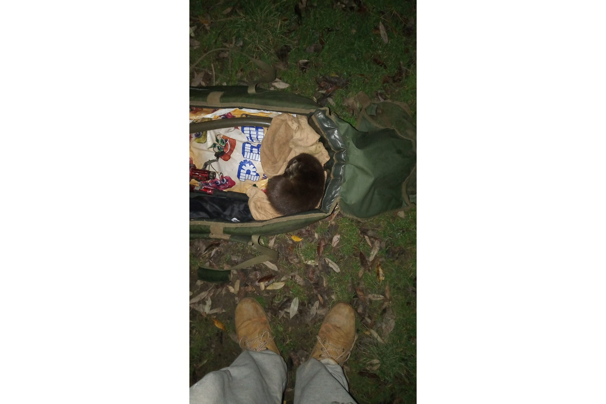 FOTO: Mláďa vydry ušlo zubatej len o vlások. Nebyť všímavého rybára, zahynulo by pohodené pri brehu priehrady, foto 1