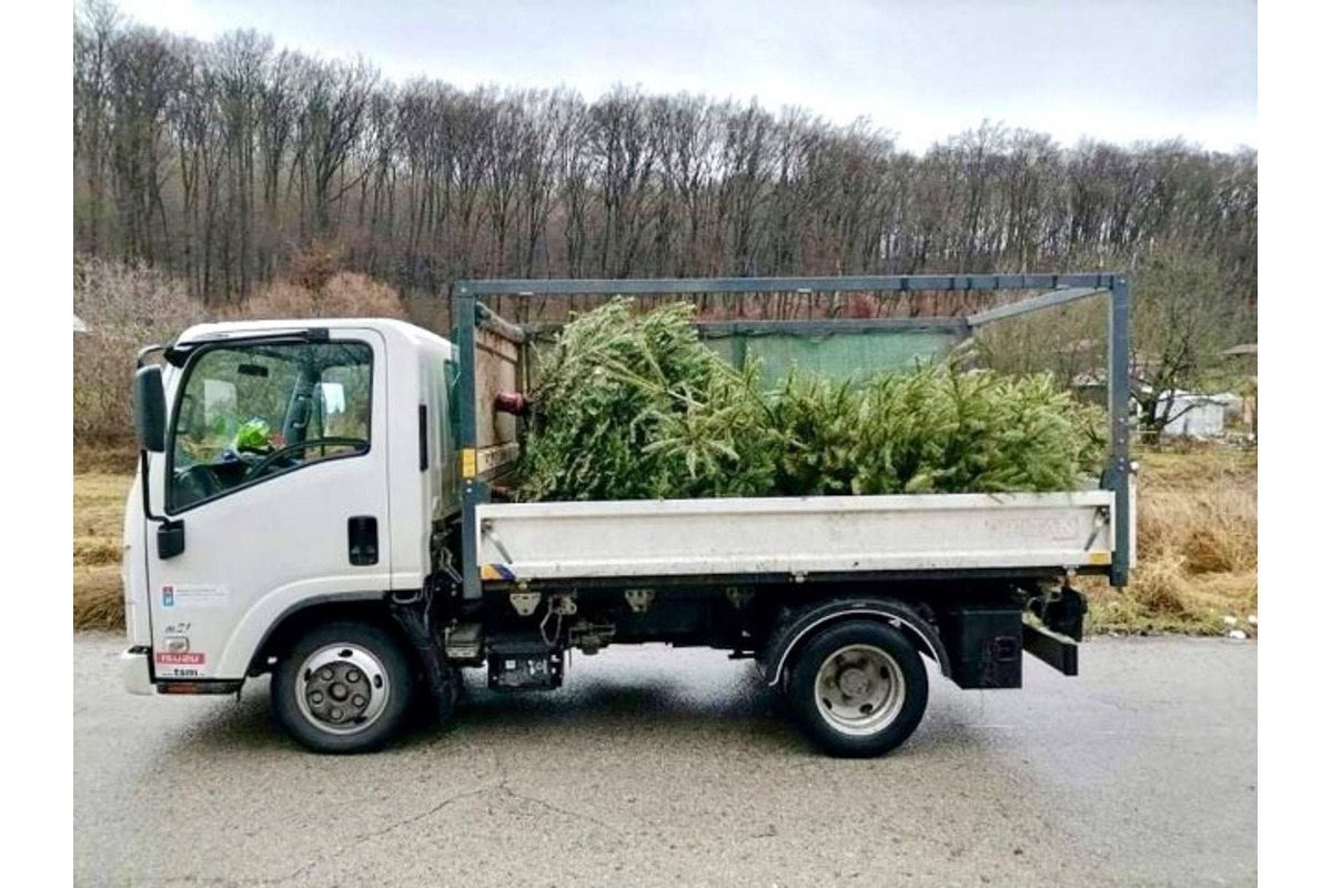 FOTO: Mesto Trenčín začne v budúcom týždni so zberom stromčekov, foto 1