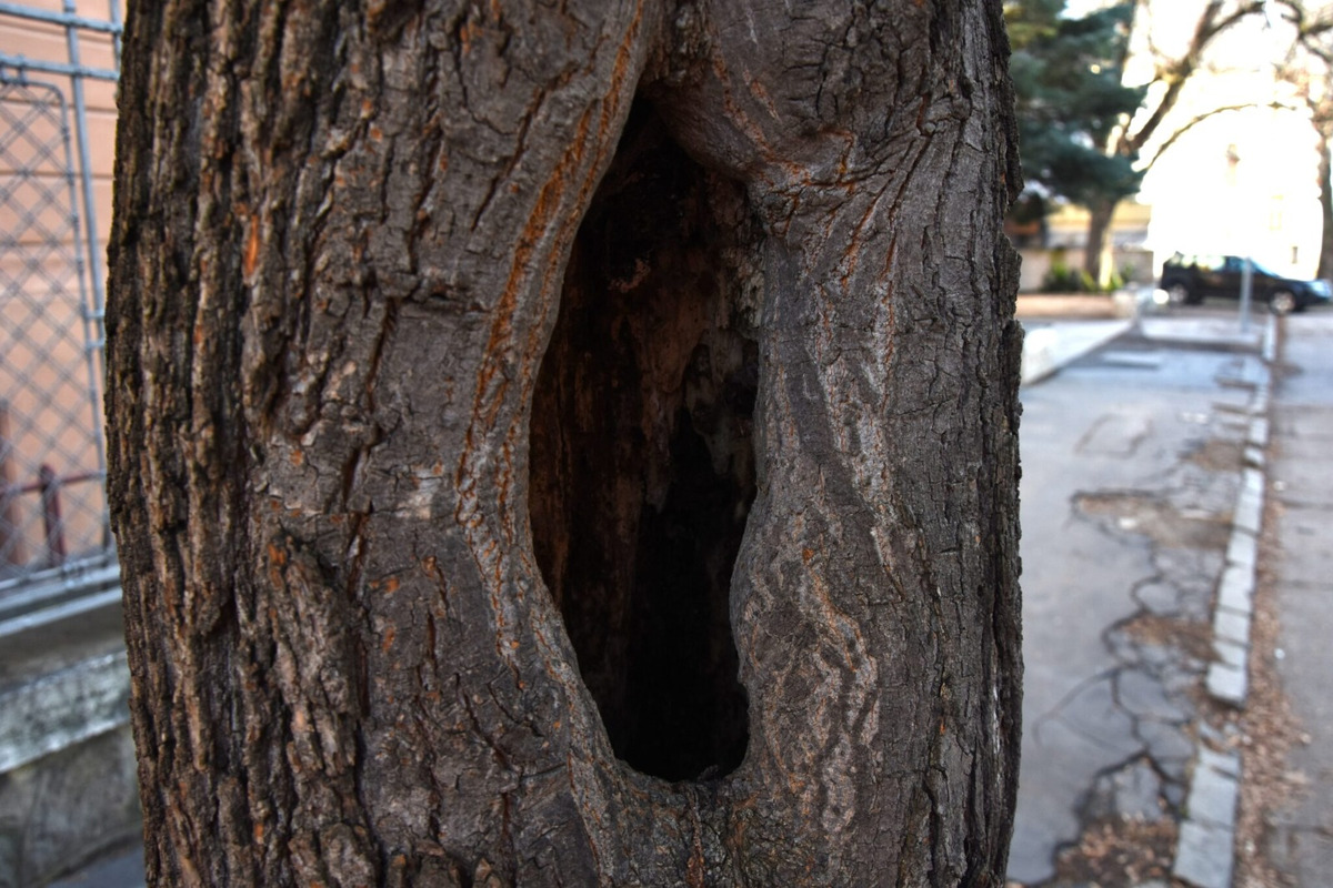 FOTO: Choré javory na Ulici 1. mája v Trenčíne museli odstrániť. Boli napadnuté hubou, ktorá spôsobuje rakovinu kôry, foto 1