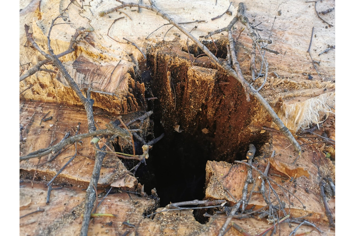 FOTO: Choré javory na Ulici 1. mája v Trenčíne museli odstrániť. Boli napadnuté hubou, ktorá spôsobuje rakovinu kôry, foto 2