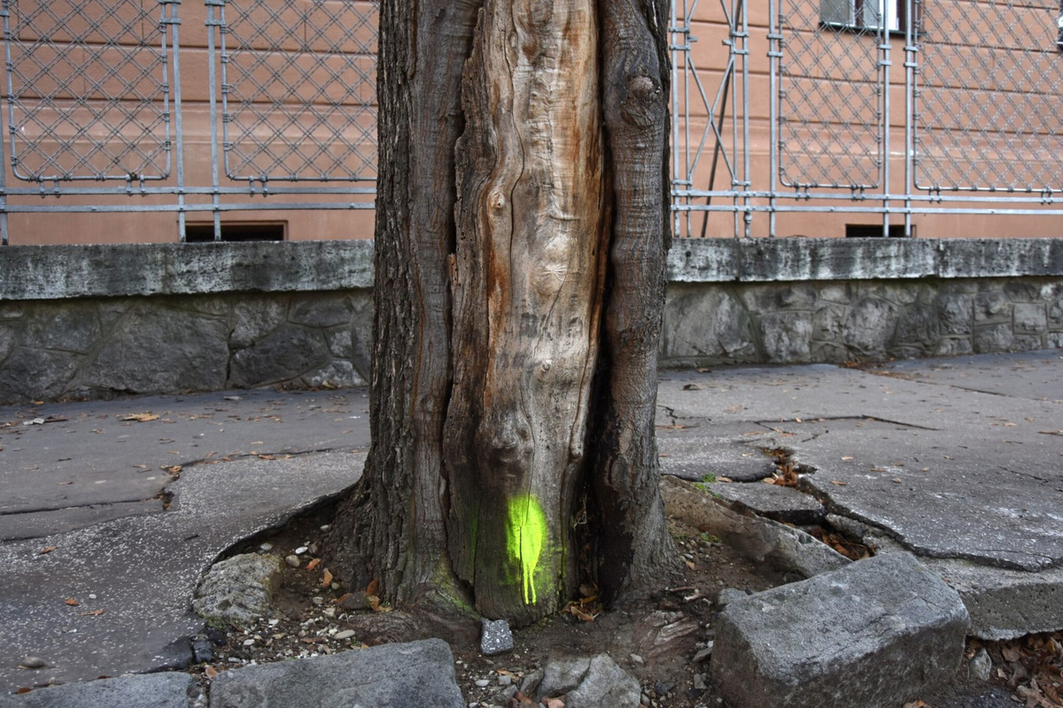FOTO: Choré javory na Ulici 1. mája v Trenčíne museli odstrániť. Boli napadnuté hubou, ktorá spôsobuje rakovinu kôry, foto 5