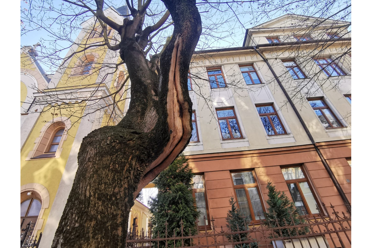 FOTO: Choré javory na Ulici 1. mája v Trenčíne museli odstrániť. Boli napadnuté hubou, ktorá spôsobuje rakovinu kôry, foto 8