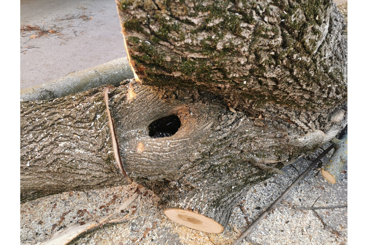 FOTO: Choré javory na Ulici 1. mája v Trenčíne museli odstrániť. Boli napadnuté hubou, ktorá spôsobuje rakovinu kôry, foto 9