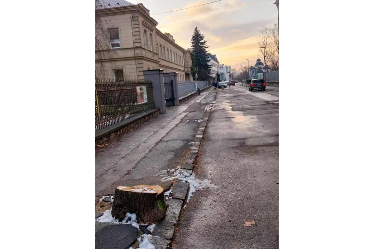 FOTO: Trenčanov trápi výrub stromov na známej ulici v meste, foto 1
