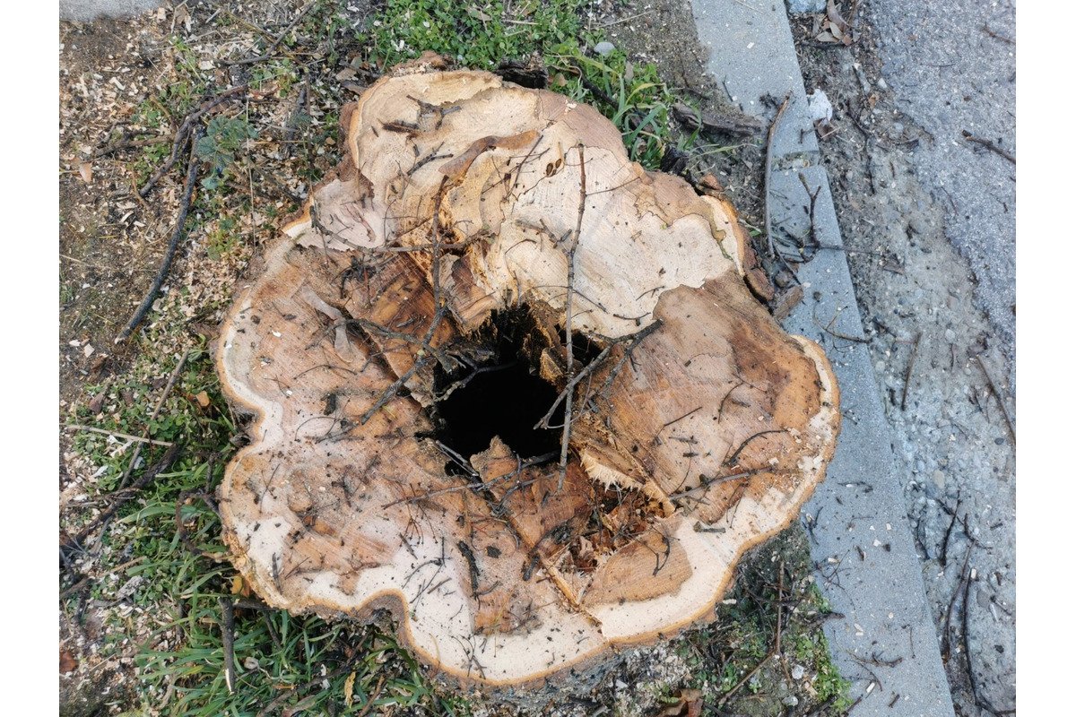 FOTO: Trenčanov trápi výrub stromov na známej ulici v meste, foto 5