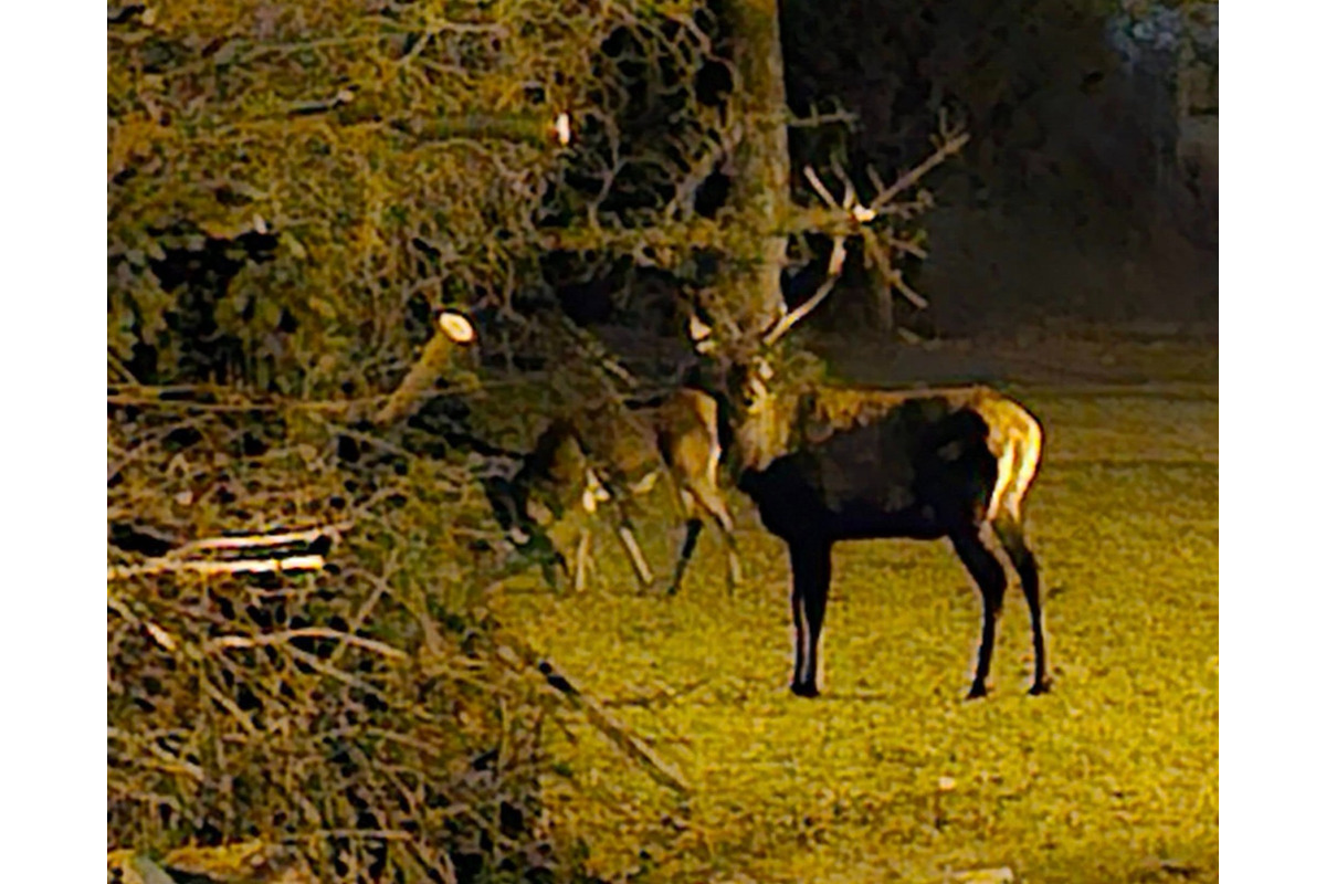 FOTO: Štvornohá návšteva Trenčianskych Teplíc počas noci. Okoloidúcim vyčarili úsmev na perách, foto 1