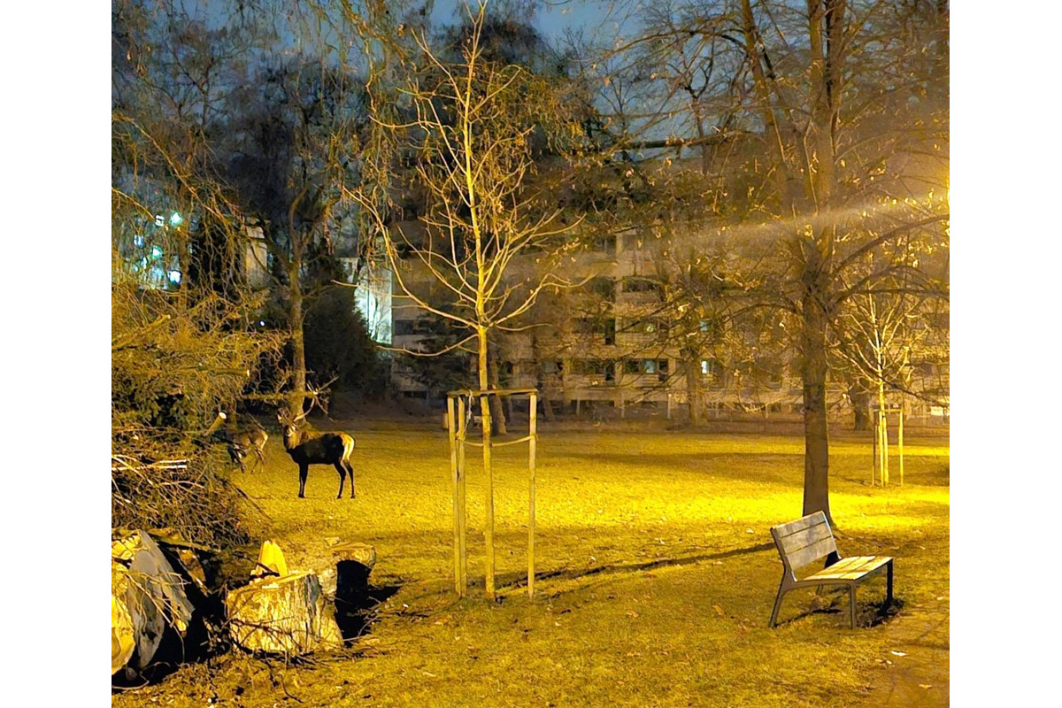 FOTO: Štvornohá návšteva Trenčianskych Teplíc počas noci. Okoloidúcim vyčarili úsmev na perách, foto 4