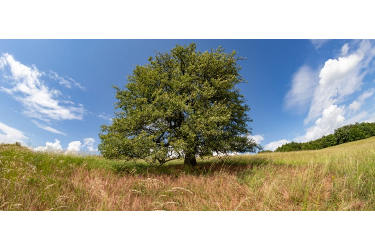 FOTO: 150 ročná hruška z Bošáce bojuje o titul strom Európy, foto 1