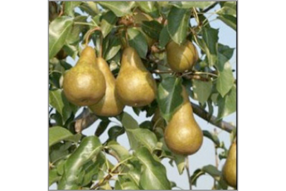 FOTO: 150 ročná hruška z Bošáce bojuje o titul strom Európy, foto 2