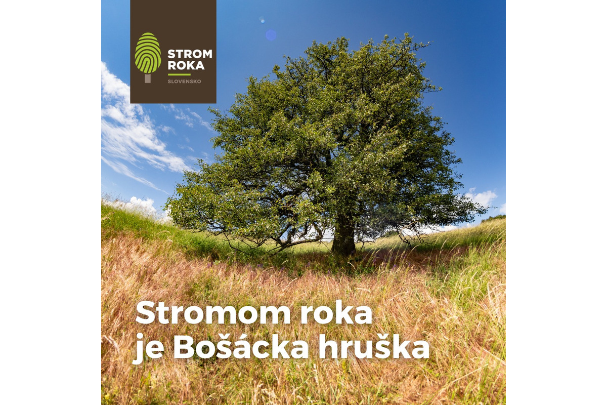 FOTO: 150 ročná hruška z Bošáce bojuje o titul strom Európy, foto 4