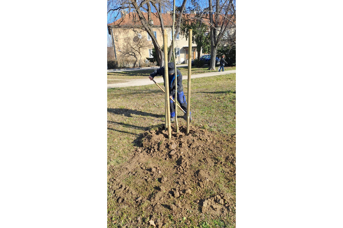 FOTO: Výsadba stromov v Partizánskom, foto 1