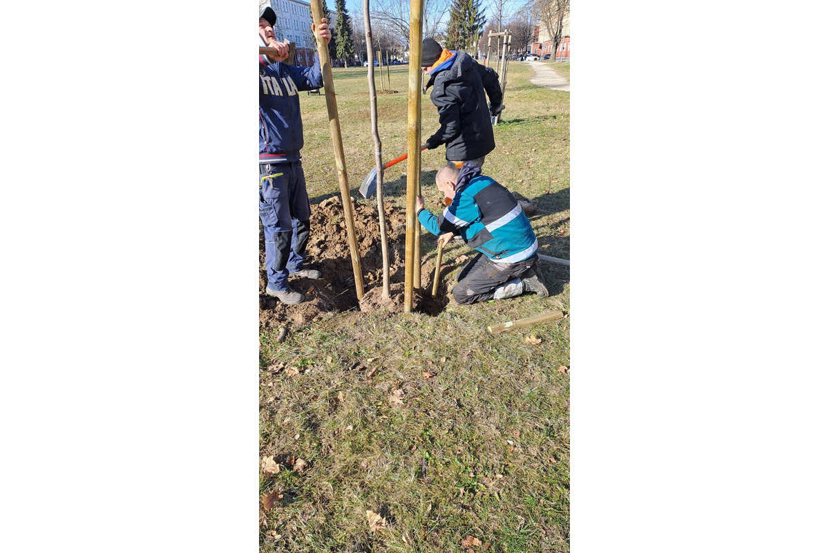 FOTO: Výsadba stromov v Partizánskom, foto 2