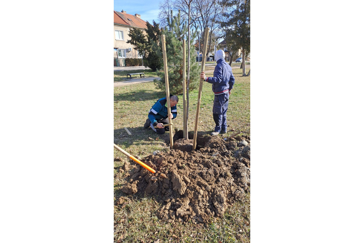FOTO: Výsadba stromov v Partizánskom, foto 3