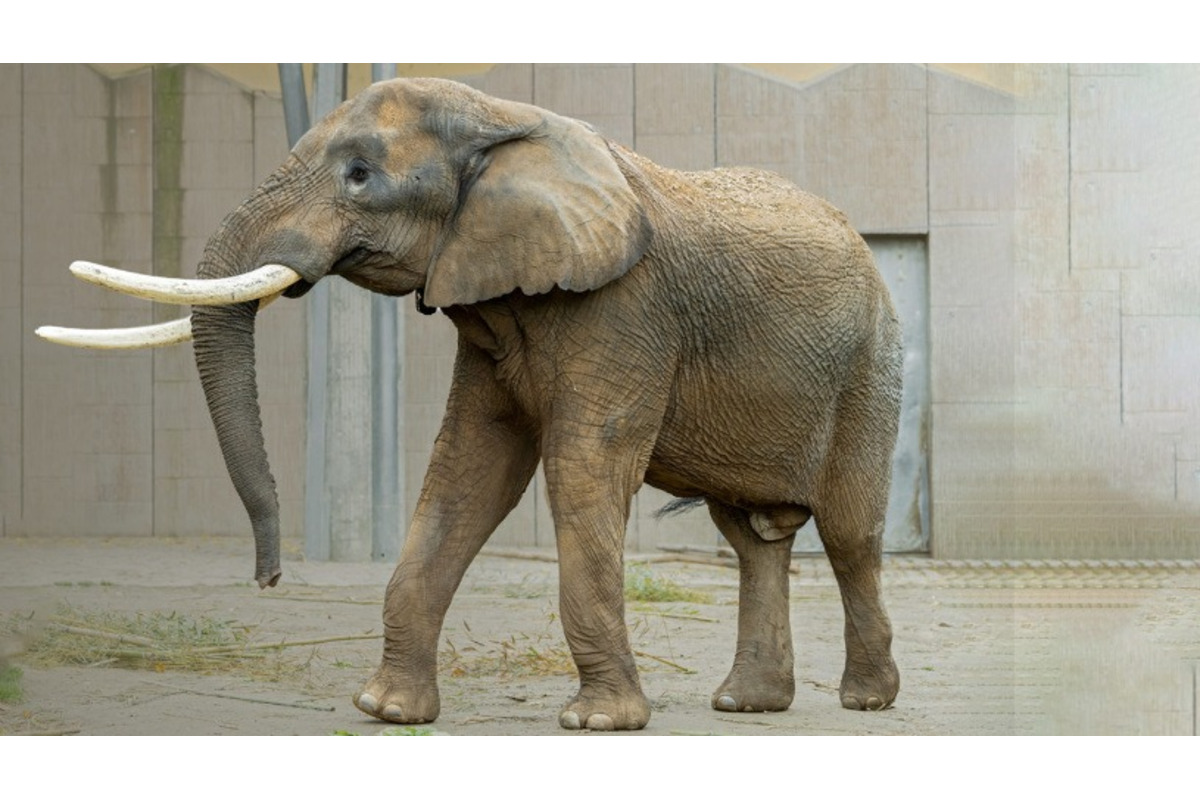 FOTO: Slon TEMBO preveruje silu ošetrovateľov , foto 2