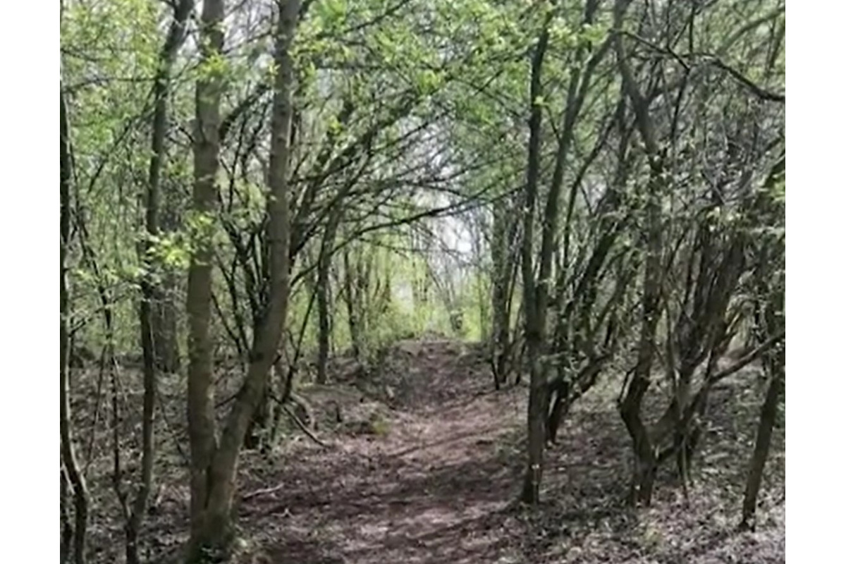 FOTO: Obyvatelia Dubnice nad Váhom zostali po výrube stromov v šoku , foto 2