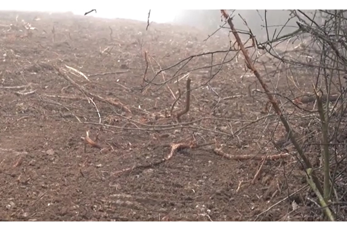 FOTO: Obyvatelia Dubnice nad Váhom zostali po výrube stromov v šoku , foto 6