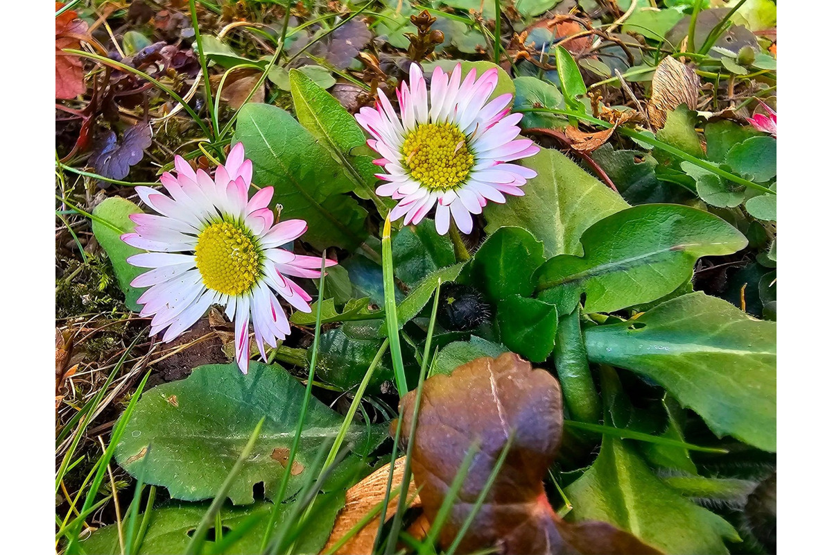 FOTO: Sídlisko v Trenčianskych Tepliciach ožilo jarnými farbami. Miestni sa tešia z rozkvitnutých kvetov, foto 3