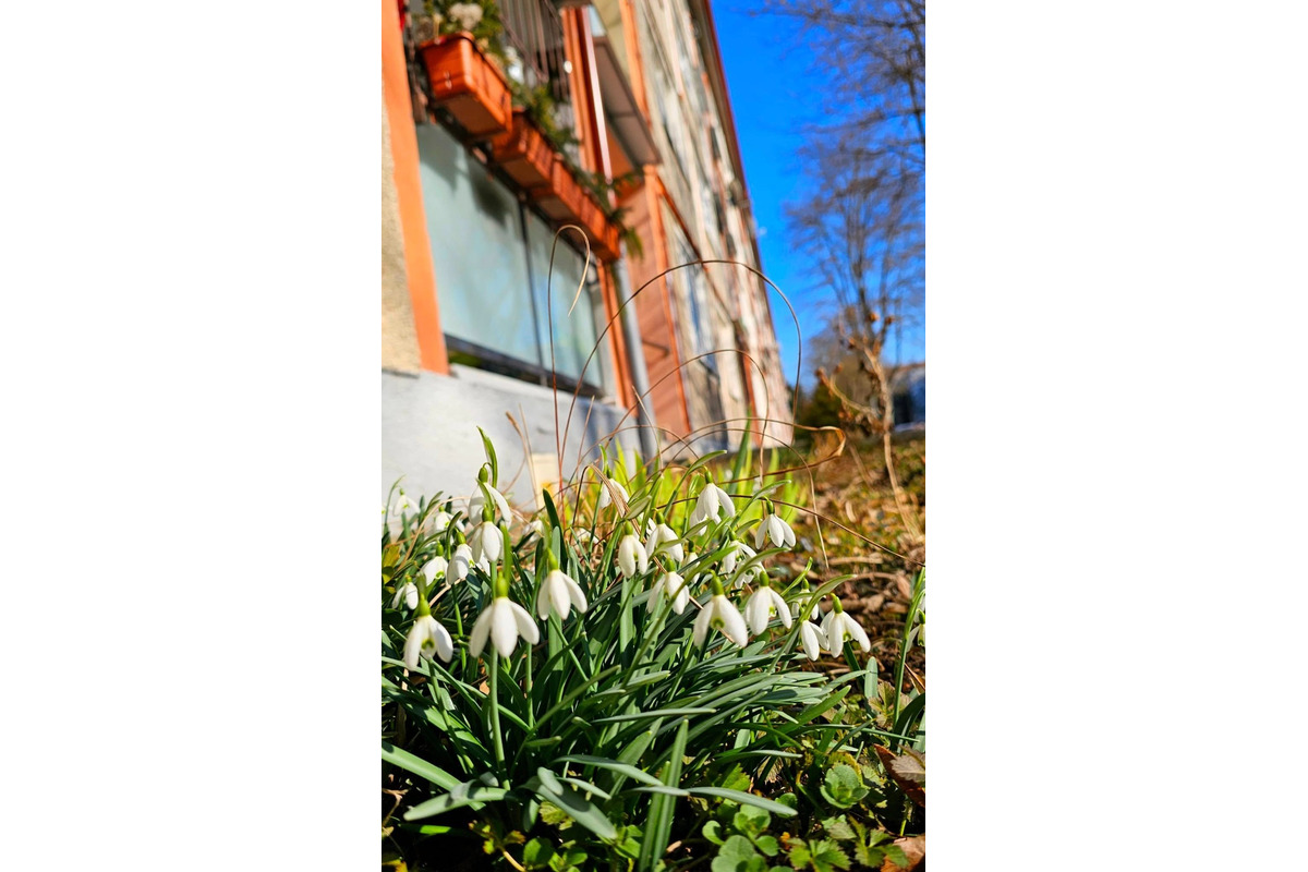 FOTO: Sídlisko v Trenčianskych Tepliciach ožilo jarnými farbami. Miestni sa tešia z rozkvitnutých kvetov, foto 4
