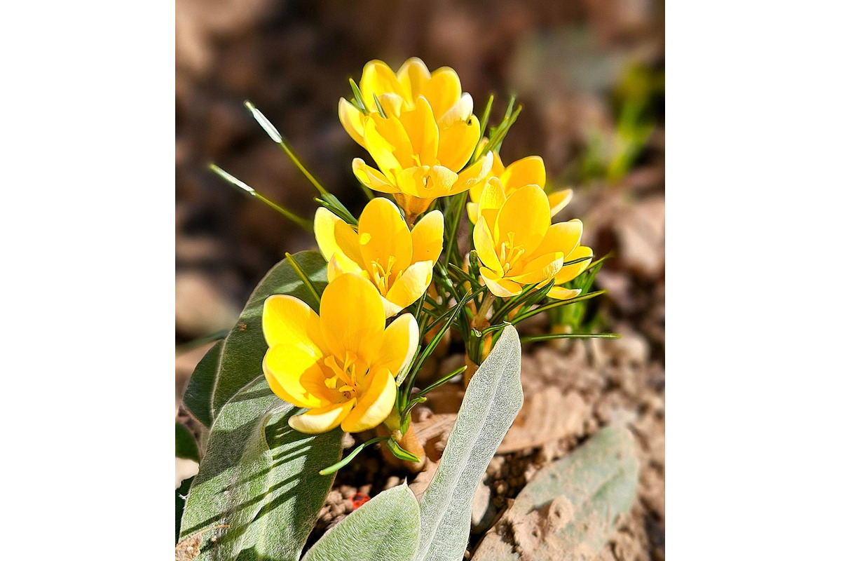 FOTO: Sídlisko v Trenčianskych Tepliciach ožilo jarnými farbami. Miestni sa tešia z rozkvitnutých kvetov, foto 2