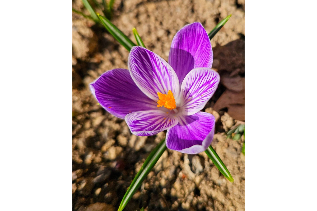 FOTO: Sídlisko v Trenčianskych Tepliciach ožilo jarnými farbami. Miestni sa tešia z rozkvitnutých kvetov, foto 5