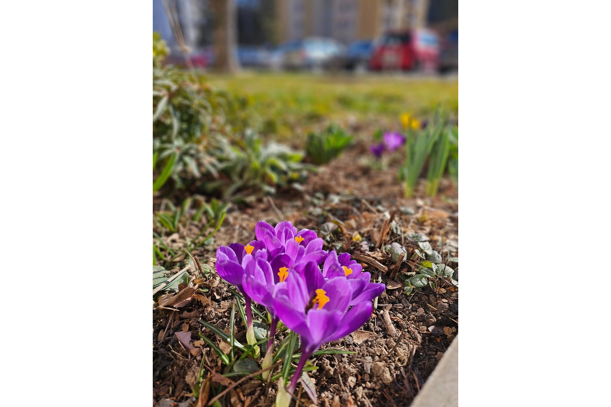 FOTO: Sídlisko v Trenčianskych Tepliciach ožilo jarnými farbami. Miestni sa tešia z rozkvitnutých kvetov, foto 8