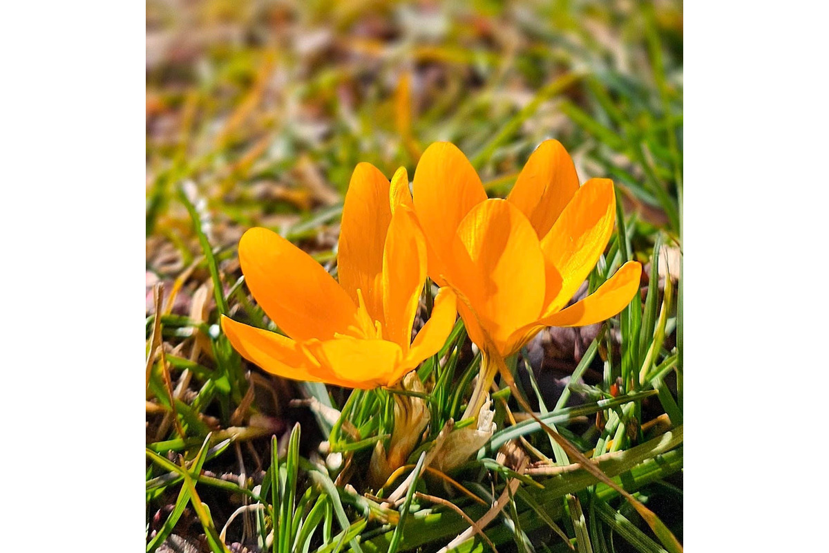 FOTO: Sídlisko v Trenčianskych Tepliciach ožilo jarnými farbami. Miestni sa tešia z rozkvitnutých kvetov, foto 6
