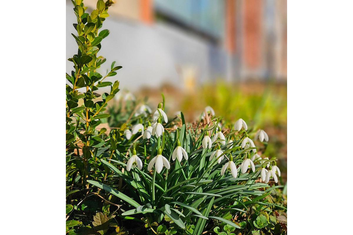 FOTO: Sídlisko v Trenčianskych Tepliciach ožilo jarnými farbami. Miestni sa tešia z rozkvitnutých kvetov, foto 7