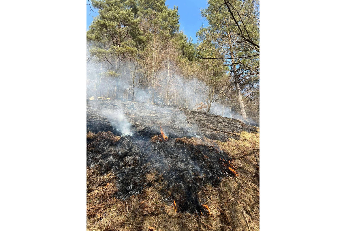 FOTO: V Chvojnici horel v blízkosti chatovej oblasti les, foto 3