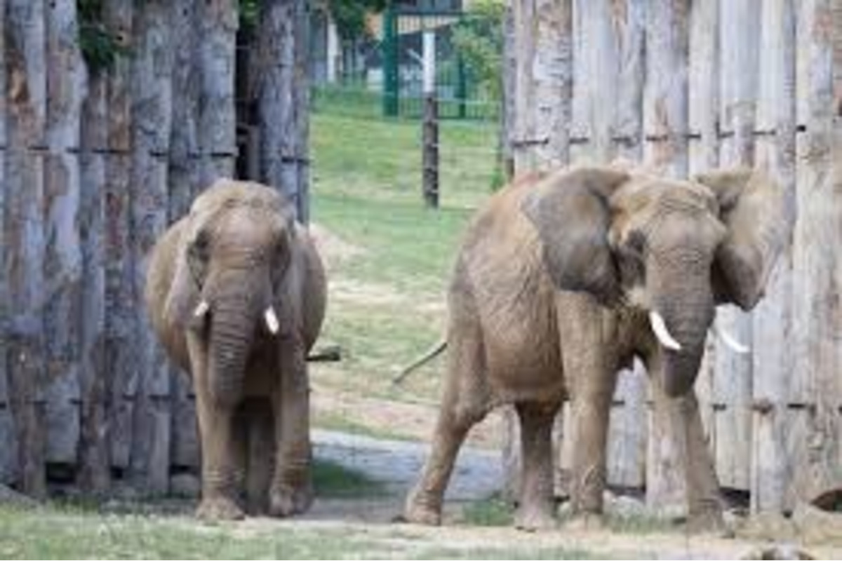 FOTO: Infekčné ochorenie ohrozuje aj vzácne druhy živočíchov v Bojnickej zoo, foto 2