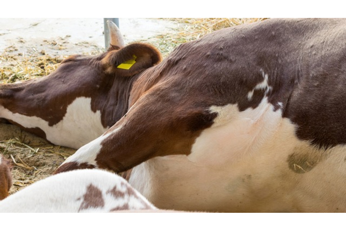 FOTO: Infekčné ochorenie ohrozuje aj vzácne druhy živočíchov v Bojnickej zoo, foto 3