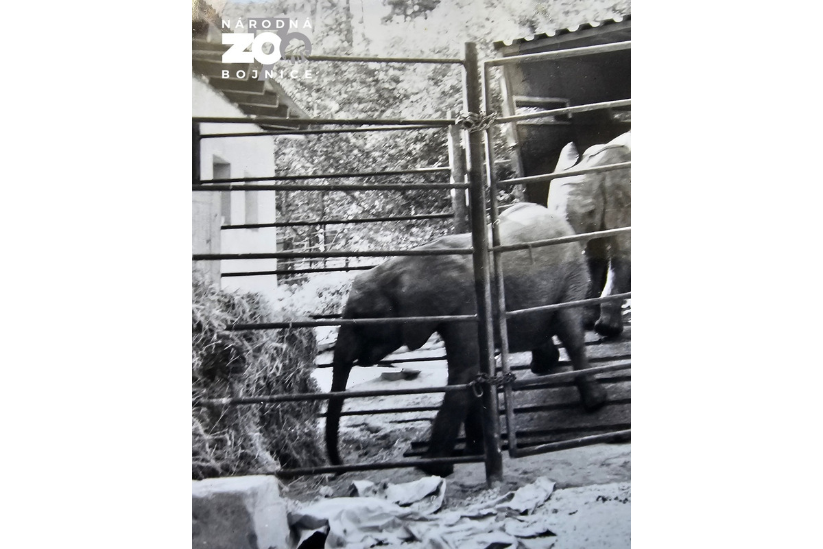 FOTO: Bojnická zoo dnes oslavuje 70 rokov, ktoré zachytávajú historické fotografie , foto 2