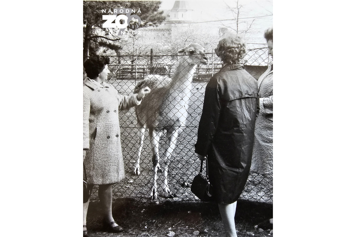 FOTO: Bojnická zoo dnes oslavuje 70 rokov, ktoré zachytávajú historické fotografie , foto 5